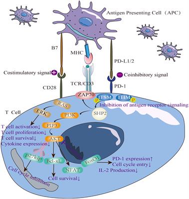 Frontiers The effect of combining PD 1 agonist and low dose